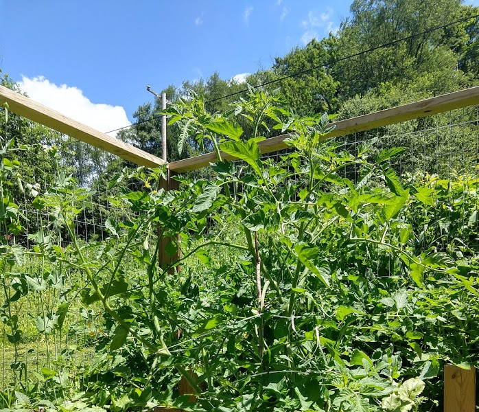 giant tomato plant growing in the garden